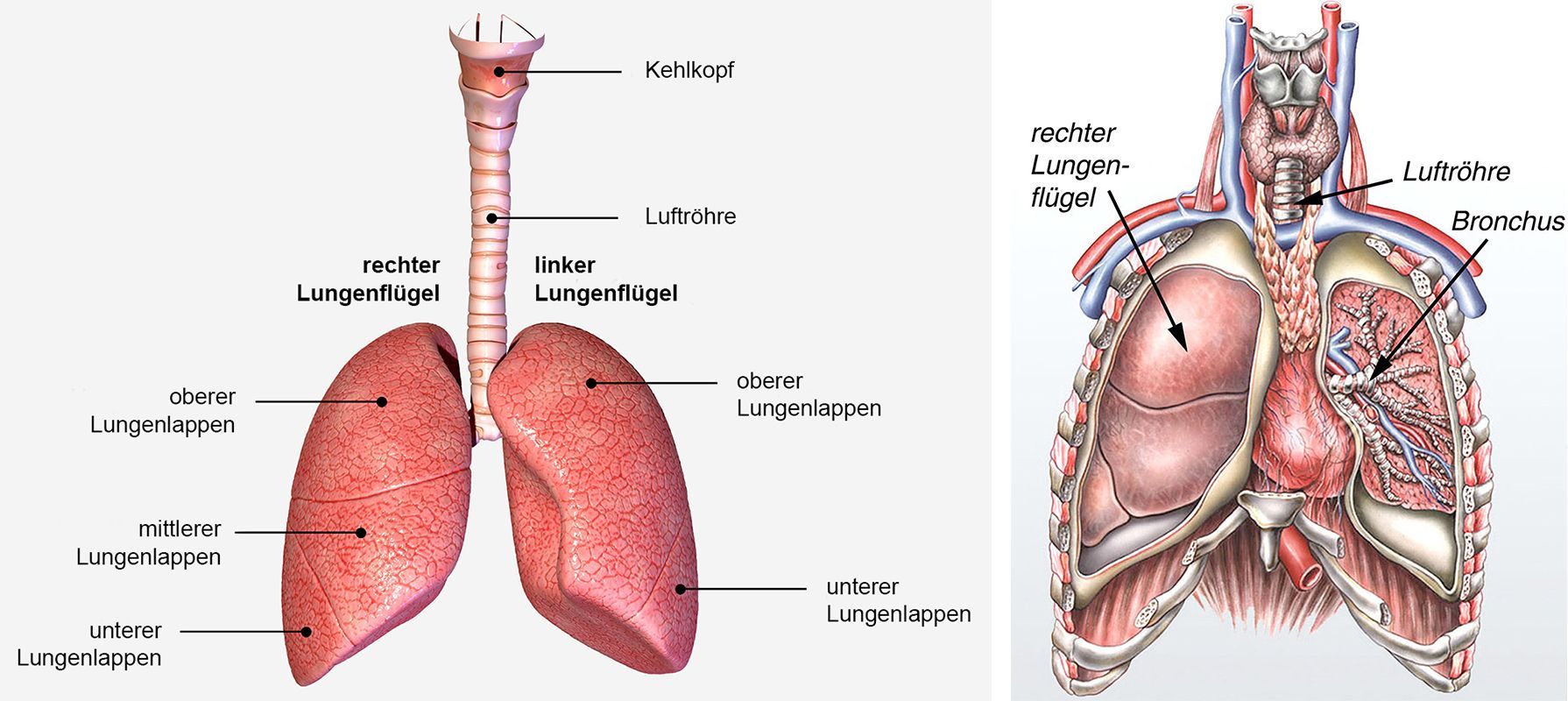 Lunge und Bronchien